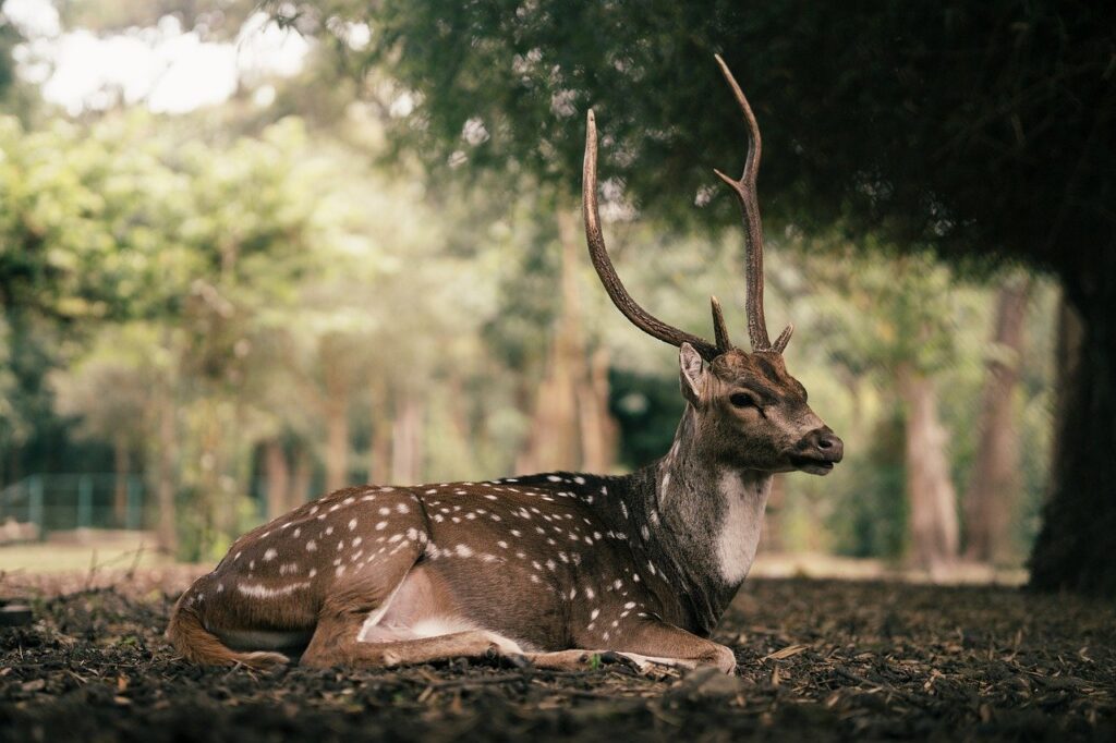 角栓を溶かすための効果的なクレンジング方法は？